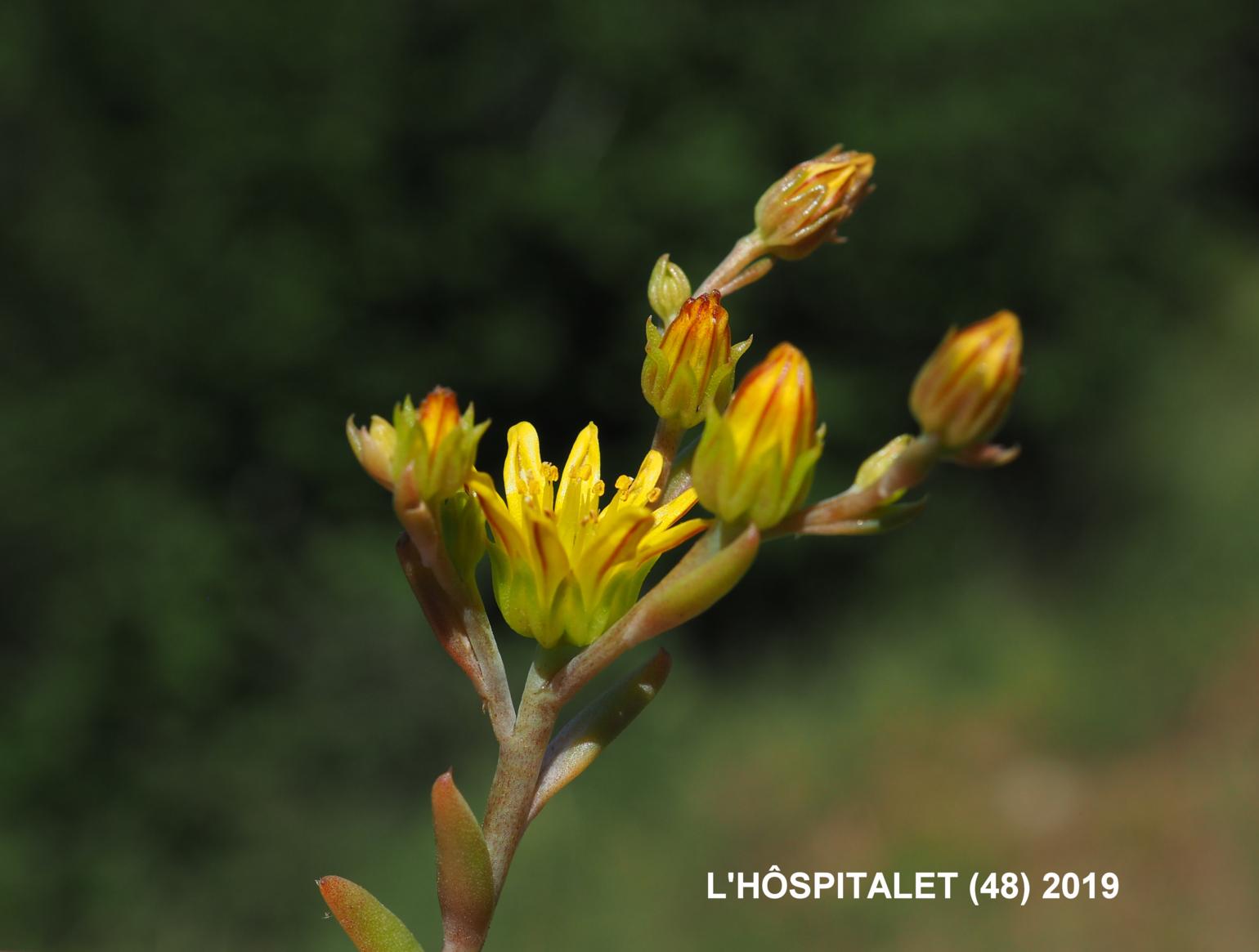 Stonecrop,[Embracing leaved]